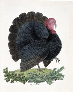 Zoolojik harita (ornitoloji): Türkiye (yerli hindi veya Melaeagris gallopavo). Francois Nicolas Martinet (1731-1800) tarafından “Görünen ve Hassas Yönleriyle Boyanmış Kuşların Tarihi”nde İllüstrasyon (gravür) by Francois Nicolas Martinet