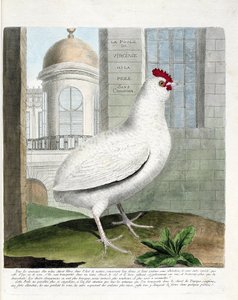 Zoolojik harita (ornitoloji): Virginia tavuğu veya kıçsız tavuklar (evcil tavuk iu gallus gallus). Francois Nicolas Martinet (1731-1800) tarafından "Görünen ve Hassas Yönleriyle Boyanmış Kuşların Tarihi" adlı illüstrasyon. Özel koleksiyon. by Francois Nicolas Martinet