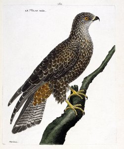 Zoolojik harita (ornitoloji): bir dalda siyah milvus migrans. Francois Nicolas Martinet (1731-1800) tarafından "Görünen ve Hassas Yönleriyle Boyanmış Kuşların Tarihi" adlı illüstrasyon. Özel koleksiyon. by Francois Nicolas Martinet