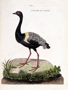 Zoolojik harita (ornitoloji): caienne agami (trompet agami veya psophia krepitan). Francois Nicolas Martinet (1731-1800) tarafından "Görünen ve Hassas Yönleriyle Boyanmış Kuşların Tarihi" adlı illüstrasyon. Özel koleksiyon. by Francois Nicolas Martinet