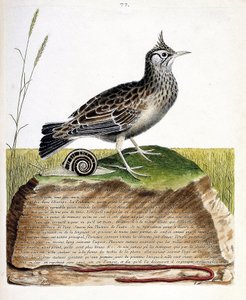 Zoolojik harita (ornitoloji): cochevis (cochevis huppe veya Galerida cristata). Francois Nicolas Martinet (1731-1800) tarafından "Görünen ve Hassas Yönleriyle Boyanmış Kuşların Tarihi" adlı illüstrasyon. Özel koleksiyon. by Francois Nicolas Martinet