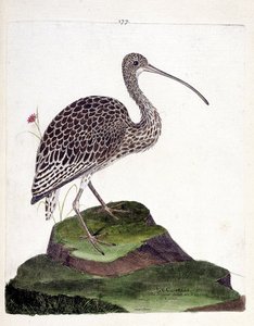 Zoolojik çizelge (ornitoloji): kıvrılma (kıvrık kül veya numenius arquata). Francois Nicolas Martinet (1731-1800) tarafından "Görünen ve Hassas Yönleriyle Boyanmış Kuşların Tarihi" adlı illüstrasyon. Özel koleksiyon. by Francois Nicolas Martinet