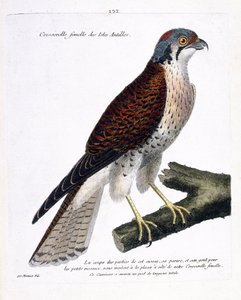 Zoolojik harita (ornitoloji): Karayip adalarının dişi tere (Amerikan crecerella veya falco sparverius) bir dalda. Francois Nicolas Martinet (1731-180) tarafından "Görünen ve Hassas Yönleriyle Boyanmış Kuşların Tarihi"nde İllüstrasyon by Francois Nicolas Martinet