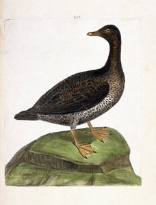 Zoolojik harita (ornitoloji): dişi eider (eider a down veya somateria mollissima). Francois Nicolas Martinet (1731-1800) tarafından "Görünen ve Hassas Yönleriyle Boyanmış Kuşların Tarihi" adlı illüstrasyon. Özel koleksiyon. by Francois Nicolas Martinet