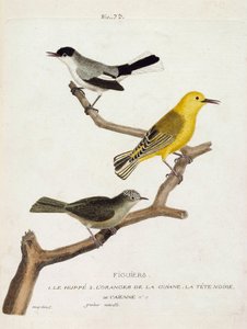 Zoolojik harita (ornitoloji): incir ağaçları. Aşağıdan yukarıya: ibibik (california gobemoucheron veya polioptila california), guian