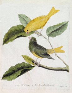 Zoolojik çizelge (ornitoloji): aşağıdan yukarıya: Bir daldaki serin hupe (serin des canaries veya serinus canaria) ve serin des canaries. Francois Nico