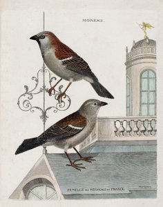 Zoolojik çizelge (ornitoloji): yukarıdan aşağıya: Fransa serçesinin serçesi ve dişisi (yerli serçe veya pass domesticus). Francois Nicolas Martinet