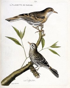Zoolojik tablo (ornitoloji): yukarıdan aşağıya: bataklık domuzu (pipit rousseline veya anthus campestris) ve bir daldaki cujelier (pipit farlouse veya anthus pratensis). “Görünüşleriyle Boyanmış Kuşların Tarihi ve Duyarlılığı” içinde İllüstrasyon by Francois Nicolas Martinet