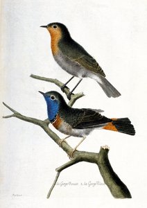Zoolojik tablo (ornitoloji): yukarıdan aşağıya: bir daldaki kırmızı boğaz (kırmızı boğaz veya kırmızı boğaz veya erithacus rubecula) ve mavi boğaz (mavi boğaz veya luscinia svecica). “Kuşların Tarihi, Görünüşleriyle Boyanmış ve by Francois Nicolas Martinet