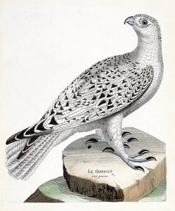 Zoolojik harita (ornitoloji): gerfault (gerfaut falcon veya falco rusticolus). Francois Nicolas Martinet (1731-1800) tarafından "Görünen ve Hassas Yönleriyle Boyanmış Kuşların Tarihi" adlı illüstrasyon. Özel koleksiyon. by Francois Nicolas Martinet