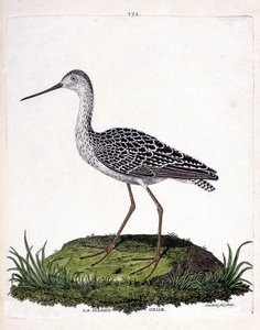 Zoolojik harita (ornitoloji): gri mavna (kırmızı mavna veya limosa lapponica). Francois Nicolas Martinet (1731-1800) tarafından "Görünen ve Hassas Yönleriyle Boyanmış Kuşların Tarihi" adlı illüstrasyon. Özel koleksiyon. by Francois Nicolas Martinet