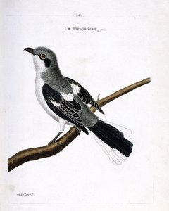 Zoolojik grafik (ornitoloji): bir dalda gri grieche (gri örümcek kuşu veya lanius excubitor). Francois Nicolas Martinet (1731-1800) tarafından "Görünen ve Hassas Yönleriyle Boyanmış Kuşların Tarihi" adlı illüstrasyon. Özel koleksiyon. by Francois Nicolas Martinet