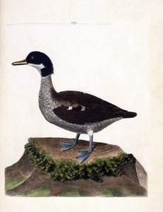 Zoolojik harita (ornitoloji): java deniz mavisi (gri deniz mavisi veya anas gibberifrons). Francois Nicolas Martinet (1731-1800) tarafından "Görünen ve Hassas Yönleriyle Boyanmış Kuşların Tarihi" adlı illüstrasyon. Özel koleksiyon. by Francois Nicolas Martinet