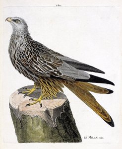 Zoolojik harita (ornitoloji): erkek Milan (kraliyet veya milvus milvus). Francois Nicolas Martinet (1731-1800) tarafından "Görünen ve Hassas Yönleriyle Boyanmış Kuşların Tarihi" adlı illüstrasyon. Özel koleksiyon. by Francois Nicolas Martinet