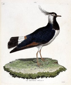 Zoolojik harita (ornitoloji): erkek kuzu (ilmekli veya vanellus vanellus). Francois Nicolas Martinet (1731-1800) tarafından "Görünen ve Hassas Yönleriyle Boyanmış Kuşların Tarihi" adlı illüstrasyon. Özel koleksiyon. by Francois Nicolas Martinet