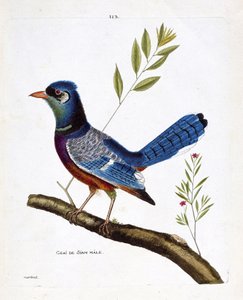 Zoolojik grafik (ornitoloji): erkek siam alakargası (mavi alakarga veya cyanocitta cristata) bir dalda. Francois Nicolas Martinet (1731-1800) tarafından "Görünen ve Hassas Yönleriyle Boyanmış Kuşların Tarihi" adlı illüstrasyon. Özel koleksiyon. by Francois Nicolas Martinet