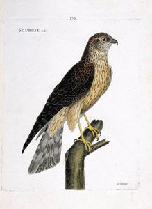 Zoolojik grafik (ornitoloji): bir dalda erkek soubuse (busard saint martin veya circus cyaneus). Francois Nicolas Martinet (1731-1800) tarafından "Görünen ve Hassas Yönleriyle Boyanmış Kuşların Tarihi" adlı illüstrasyon. Özel koleksiyon. by Francois Nicolas Martinet
