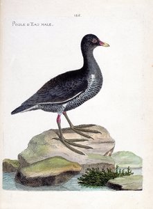 Zoolojik harita (ornitoloji): erkek su tavuğu (su tavuğu veya gallinula kloropus). Francois Nicolas Martinet (1731-1800) tarafından "Görünen ve Hassas Yönleriyle Boyanmış Kuşların Tarihi" adlı illüstrasyon. Özel koleksiyon. by Francois Nicolas Martinet