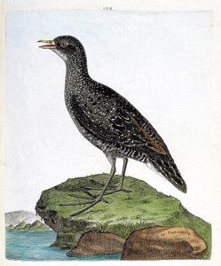 Zoolojik harita (ornitoloji): marouette (nokta marouette veya porzana porzana). Francois Nicolas Martinet (1731-1800) tarafından "Görünen ve Hassas Yönleriyle Boyanmış Kuşların Tarihi" adlı illüstrasyon. Özel koleksiyon. by Francois Nicolas Martinet