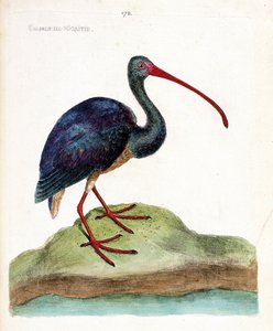 Zoolojik harita (ornitoloji): nigritie