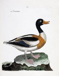 Zoolojik harita (ornitoloji): tadorne (tadorne de belon veya tadorna tadorna). Francois Nicolas Martinet (1731-1800) tarafından "Görünen ve Hassas Yönleriyle Boyanmış Kuşların Tarihi" adlı illüstrasyon. Özel koleksiyon. by Francois Nicolas Martinet