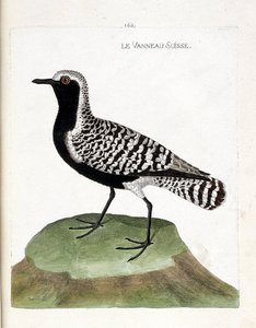 Zoolojik harita (ornitoloji): İsviçre kuzusu (gümüş yonca veya pluvialis squatarola). Francois Nicolas Martinet (1731-1800) tarafından "Görünen ve Hassas Yönleriyle Boyanmış Kuşların Tarihi" adlı illüstrasyon. Özel koleksiyon. by Francois Nicolas Martinet