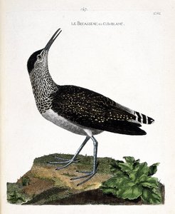 Zoolojik çizelge (ornitoloji): Gaga veya cul-blanc (beyaz popo, culblanc şövalyesi veya Tringa ochropus). Francois Nicolas Martinet (1731-1800) tarafından "Görünen ve Hassas Yönleriyle Boyanmış Kuşların Tarihi" adlı illüstrasyon. özel koleksiyon by Francois Nicolas Martinet