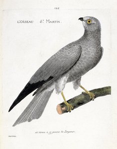 Zoolojik çizelge (ornitoloji): bir daldaki kuş aziz martin (busard aziz martin veya sirk cyaneus). Francois Nicolas Martinet (1731-1800) tarafından "Görünen ve Hassas Yönleriyle Boyanmış Kuşların Tarihi" adlı illüstrasyon. özel koleksiyon by Francois Nicolas Martinet