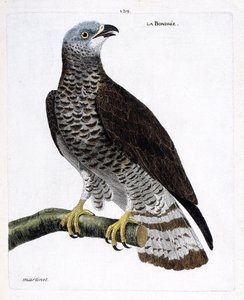 Zoolojik harita (ornitoloji): bir daldaki bağ (apivore bondree veya pernis apivorus). Francois Nicolas Martinet (1731-1800) tarafından "Görünen ve Hassas Yönleriyle Boyanmış Kuşların Tarihi" adlı illüstrasyon. Özel koleksiyon. by Francois Nicolas Martinet