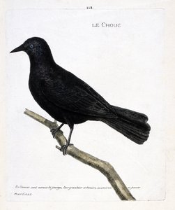 Zoolojik harita (ornitoloji): Bir daldaki lahana (kulelerin lahanası veya corvus monedula). Francois Nicolas Martinet (1731-1800) tarafından "Görünen ve Hassas Yönleriyle Boyanmış Kuşların Tarihi" adlı illüstrasyon. Özel koleksiyon. by Francois Nicolas Martinet
