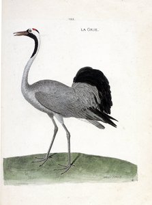 Zoolojik çizelge (ornitoloji): turna (dişli turna veya grus grus) - Francois Nicolas Martinet (1731-1800) tarafından kaleme alınan “Kuşların tarihi, belirgin ve hassas yönleriyle resmedilmiştir” - Özel koleksiyon by Francois Nicolas Martinet