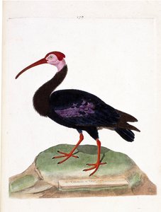 Zoolojik çizelge (ornitoloji): Kıvırcık, çıplak bir umut başlığına sahiptir (ibis du cap veya geronticus calvus). Francois Nicolas Martinet (1731-1800) tarafından "Görünüşleri ve Hassas Yönleriyle Boyanmış Kuşların Tarihi" adlı illüstrasyon. P by Francois Nicolas Martinet