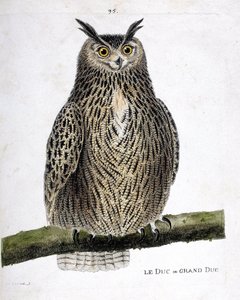 Zoolojik çizelge (ornitoloji): Bir daldaki dük ya da büyük dük (büyük dük ya da bubo bubo). Francois Nicolas Martinet (1731-1800) tarafından "Görünen ve Hassas Yönleriyle Boyanmış Kuşların Tarihi" adlı illüstrasyon. Özel koleksiyon. by Francois Nicolas Martinet