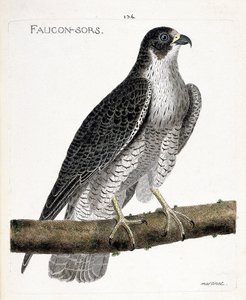 Zoolojik harita (ornitoloji): şahin bir dalda çıkar veya şahin çıkar (pelerine şahin veya falco peregrinus). Francois Nicolas Martinet (1731-1800) tarafından "Görünen ve Hassas Yönleriyle Boyanmış Kuşların Tarihi" adlı illüstrasyon. Pri by Francois Nicolas Martinet