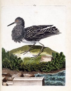 Zoolojik harita (ornitoloji): avcı veya erkek deniz tavus kuşu (avcı değişir veya philomachus pugnax). Francois Nicolas Martinet (1731-1800) tarafından "Görünen ve Hassas Yönleriyle Boyanmış Kuşların Tarihi" adlı illüstrasyon. özel kolej by Francois Nicolas Martinet