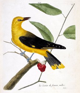 Zoolojik harita (ornitoloji): Bir daldaki erkek Fransız loriot (Avrupa loriot veya oriolus oriolus). Francois Nicolas Martinet (1731-1800) tarafından "Görünen ve Hassas Yönleriyle Boyanmış Kuşların Tarihi" adlı illüstrasyon. özel koleksiyon by Francois Nicolas Martinet