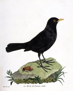 Zoolojik harita (ornitoloji): erkek karatavuk (kara karatavuk veya turdus merula). Francois Nicolas Martinet (1731-1800) tarafından "Görünen ve Hassas Yönleriyle Boyanmış Kuşların Tarihi" adlı illüstrasyon. Özel koleksiyon. by Francois Nicolas Martinet