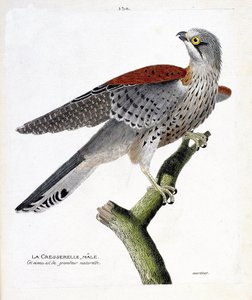 Zoolojik harita (ornitoloji): Bir daldaki erkek su teresi (şahin veya şahin tinnunculus). Francois Nicolas Martinet (1731-1800) tarafından "Görünen ve Hassas Yönleriyle Boyanmış Kuşların Tarihi" adlı illüstrasyon. Özel koleksiyon. by Francois Nicolas Martinet