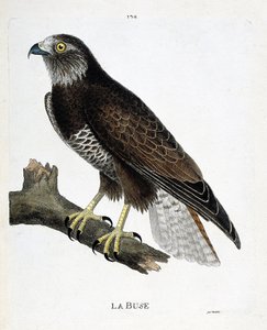 Zoolojik çizelge (ornitoloji): bir daldaki nozul (değişken nozul veya buteo buteo). Francois Nicolas Martinet (1731-1800) tarafından "Görünen ve Hassas Yönleriyle Boyanmış Kuşların Tarihi" adlı illüstrasyon. Özel koleksiyon. by Francois Nicolas Martinet