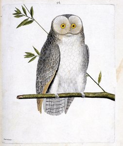 Zoolojik harita (ornitoloji): Bir daldaki baykuş (Peçeli Baykuş veya Tyto Alba). Francois Nicolas Martinet (1731-1800) tarafından "Görünen ve Hassas Yönleriyle Boyanmış Kuşların Tarihi" adlı illüstrasyon. Özel koleksiyon. by Francois Nicolas Martinet