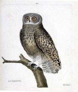 Zoolojik harita (ornitoloji): Bir daldaki baykuş (hulotte baykuş veya strix aluco). Francois Nicolas Martinet (1731-1800) tarafından "Görünen ve Hassas Yönleriyle Boyanmış Kuşların Tarihi" adlı illüstrasyon. Özel koleksiyon. by Francois Nicolas Martinet