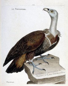 Zoolojik çizelge (ornitoloji): percnoptere (kara akbaba veya fulvus gyps). Francois Nicolas Martinet (1731-1800) tarafından "Görünen ve Hassas Yönleriyle Boyanmış Kuşların Tarihi" adlı illüstrasyon. Özel koleksiyon. by Francois Nicolas Martinet