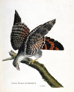 Zoolojik harita (ornitoloji): bir daldaki küçük Amerikan kartalı (buffon busard veya circus buffoni). Francois Nicolas Martinet (1731-1800) tarafından "Görünen ve Hassas Yönleriyle Boyanmış Kuşların Tarihi" adlı illüstrasyon. özel koleksiyon by Francois Nicolas Martinet