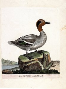Zoolojik harita (ornitoloji): küçük deniz mavisi (kış deniz mavisi veya anas crecca). Francois Nicolas Martinet (1731-1800) tarafından "Görünen ve Hassas Yönleriyle Boyanmış Kuşların Tarihi" adlı illüstrasyon. Özel koleksiyon. by Francois Nicolas Martinet