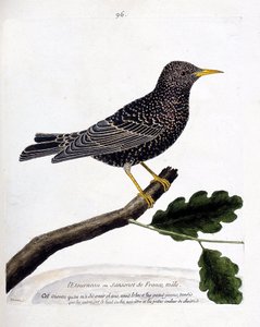 Zoolojik harita (ornitoloji): Bir daldaki sığırcık veya sansonet (sığırcık veya sturnus vulgaris). Francois Nicolas Martinet (1731-1800) tarafından "Görünen ve Hassas Yönleriyle Boyanmış Kuşların Tarihi" adlı illüstrasyon. Özel koleksiyon. by Francois Nicolas Martinet