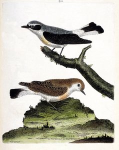 Zoolojik çizelge (ornitoloji): daldaki vitrec (veya motorus) ve dişisi (mottolu sap veya oenant). Francois Nicolas Martinet (1731-1800) tarafından "Görünen ve Hassas Yönleriyle Boyanmış Kuşların Tarihi" adlı illüstrasyon. özel c by Francois Nicolas Martinet