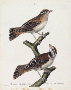 Zoolojik harita (ornitoloji): ağaç serçesi veya kabartması (Hudson serçesi veya spizea arborea) ve dişisi (rahatlamış serçe veya petronia petronia). Franco tarafından “Görünen ve Hassas Yönleriyle Boyanmış Kuşların Tarihi”nde İllüstrasyon by Francois Nicolas Martinet
