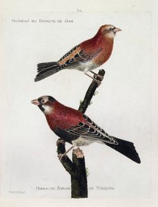 Zoolojik tablo (ornitoloji): yukarıdan aşağıya: Siam krallığının serçesi (Crimson Roselin veya carpodacus eruthrinus) ve bir dalda tonquin (tonkin) krallığının serçesi. “Görünüşlerinde Boyanmış Kuşların Tarihi ve S by Francois Nicolas Martinet