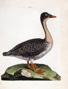 Zoolojik çizelge (ornitoloji): vahşi kaz (hasat kaz veya anser fabalis). Francois Nicolas Martinet (1731-1800) tarafından "Görünen ve Hassas Yönleriyle Boyanmış Kuşların Tarihi" adlı illüstrasyon. Özel koleksiyon. by Francois Nicolas Martinet