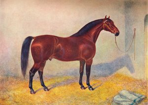 Cleveland Bay aygırı Sultan, c1902 c1910 by Frank Babbage